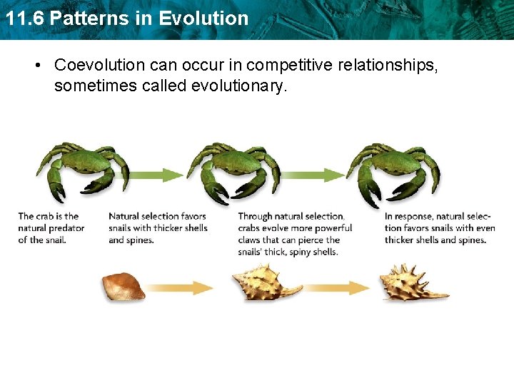 11. 6 Patterns in Evolution • Coevolution can occur in competitive relationships, sometimes called