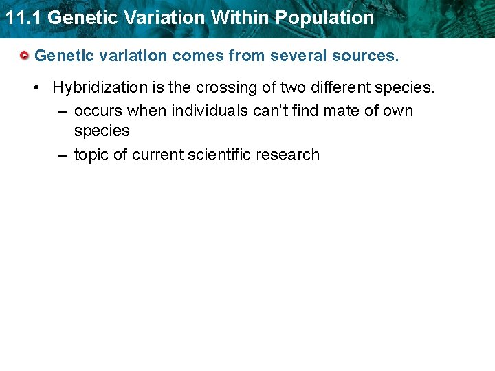 11. 1 Genetic Variation Within Population Genetic variation comes from several sources. • Hybridization