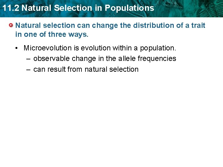 11. 2 Natural Selection in Populations Natural selection can change the distribution of a