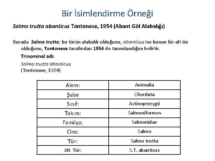 Bir İsimlendirme Örneği Salmo trutta abanticus Tontonese, 1954 (Abant Göl Alabalığı) Burada Salmo trutta;