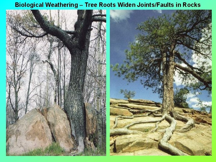 Biological Weathering – Tree Roots Widen Joints/Faults in Rocks 