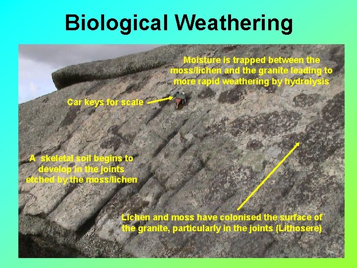 Biological Weathering Moisture is trapped between the moss/lichen and the granite leading to more