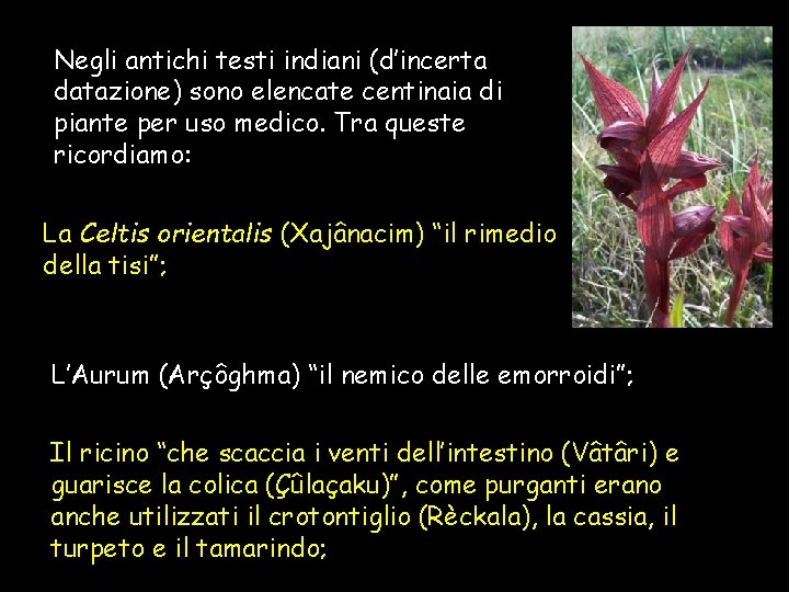 Negli antichi testi indiani (d’incerta datazione) sono elencate centinaia di piante per uso medico. Negli antichi testi indiani (d’incerta datazione) sono elencate centinaia di piante per uso medico.