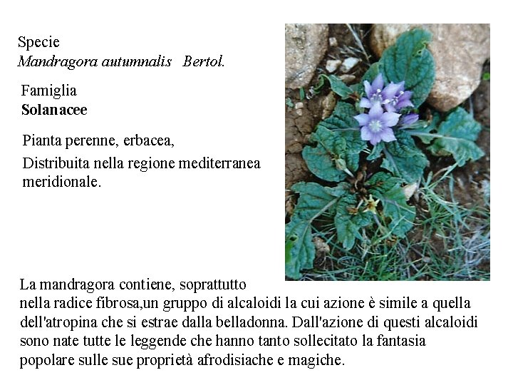 Specie Mandragora autumnalis Bertol. Famiglia Solanacee Pianta perenne, erbacea, Distribuita nella regione mediterranea meridionale. Specie Mandragora autumnalis Bertol. Famiglia Solanacee Pianta perenne, erbacea, Distribuita nella regione mediterranea meridionale.