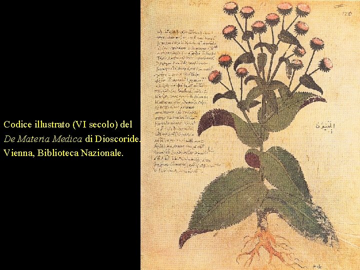 Codice illustrato (VI secolo) del De Materia Medica di Dioscoride. Vienna, Biblioteca Nazionale. Codice illustrato (VI secolo) del De Materia Medica di Dioscoride. Vienna, Biblioteca Nazionale.
