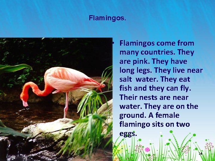 Flamingos. • Flamingos come from many countries. They are pink. They have long legs.