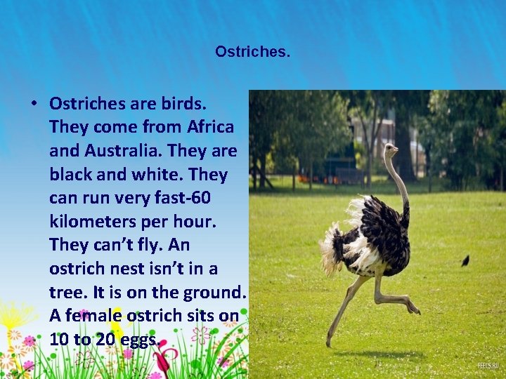 Ostriches. • Ostriches are birds. They come from Africa and Australia. They are black