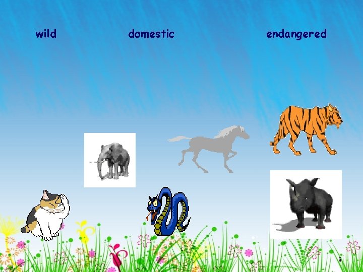 wild domestic endangered 6 