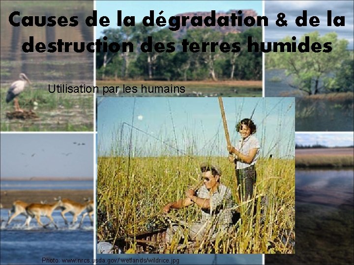 Causes de la dégradation & de la destruction des terres humides Utilisation par les