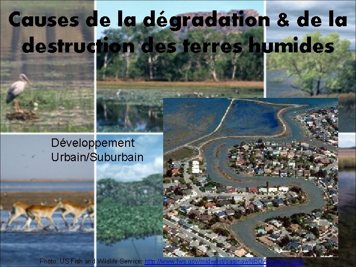 Causes de la dégradation & de la destruction des terres humides Développement Urbain/Suburbain Photo: