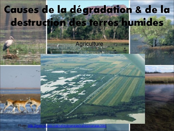Causes de la dégradation & de la destruction des terres humides Agriculture Photo: http: