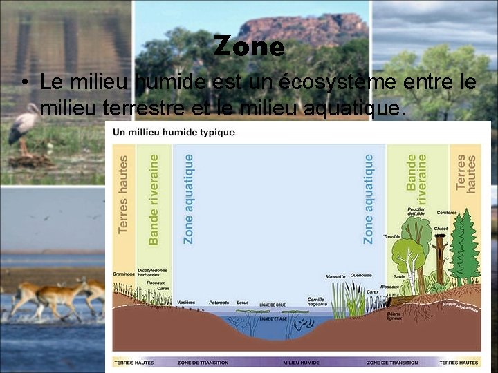 Zone • Le milieu humide est un écosystème entre le milieu terrestre et le