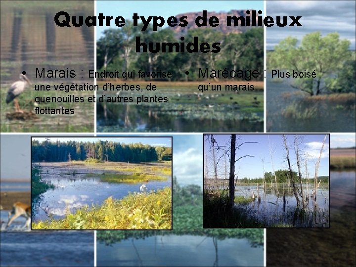 Quatre types de milieux humides • Marais : Endroit qui favorise • Marécage :