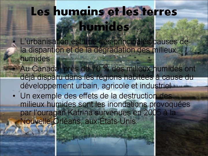 Les humains et les terres humides • L’urbanisation est une des principales causes de