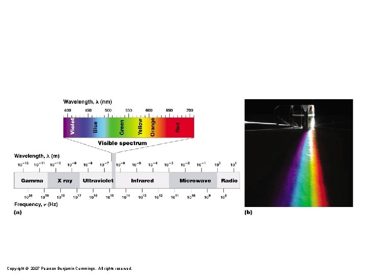 Copyright © 2007 Pearson Benjamin Cummings. All rights reserved. 