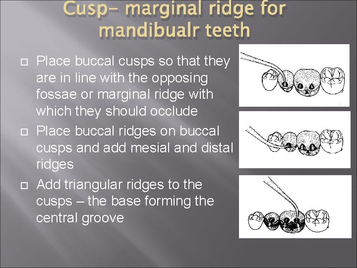 Cusp- marginal ridge for mandibualr teeth Place buccal cusps so that they are in