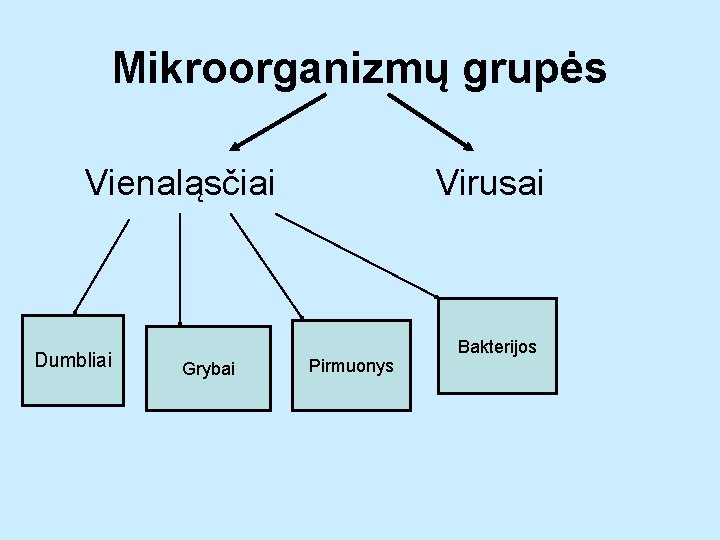 Mikroorganizmų grupės Vienaląsčiai Dumbliai Grybai Virusai Pirmuonys Bakterijos 