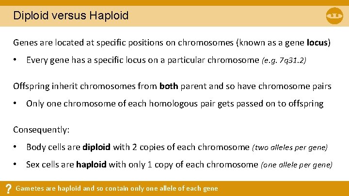 Diploid versus Haploid Genes are located at specific positions on chromosomes (known as a Diploid versus Haploid Genes are located at specific positions on chromosomes (known as a