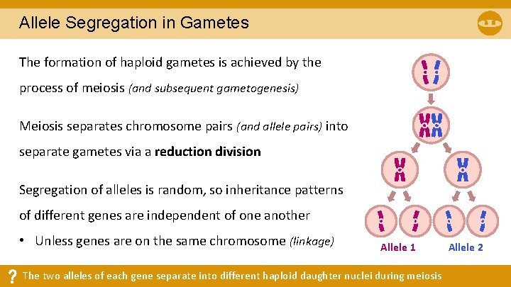Allele Segregation in Gametes The formation of haploid gametes is achieved by the process Allele Segregation in Gametes The formation of haploid gametes is achieved by the process