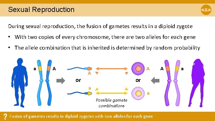 Sexual Reproduction During sexual reproduction, the fusion of gametes results in a diploid zygote Sexual Reproduction During sexual reproduction, the fusion of gametes results in a diploid zygote