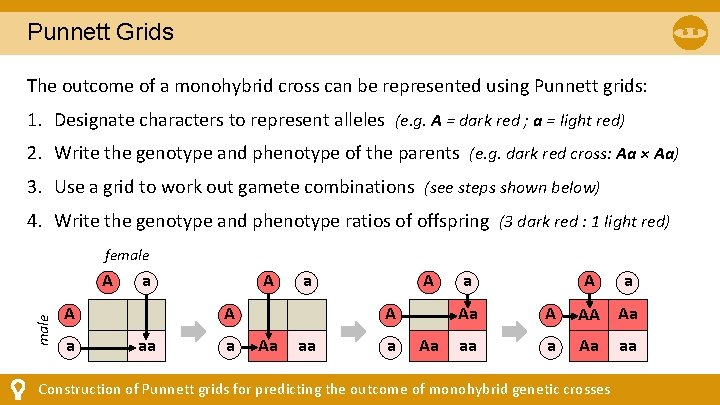 Punnett Grids The outcome of a monohybrid cross can be represented using Punnett grids: Punnett Grids The outcome of a monohybrid cross can be represented using Punnett grids: