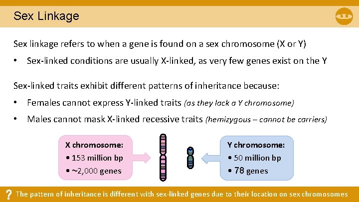 Sex Linkage Sex linkage refers to when a gene is found on a sex Sex Linkage Sex linkage refers to when a gene is found on a sex