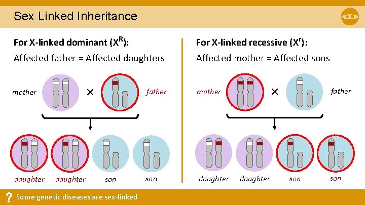 Topic 3 4 INHERITANCE Topic Outline AUDIO Mendelian
