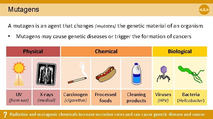 Mutagens A mutagen is an agent that changes (mutates) the genetic material of an Mutagens A mutagen is an agent that changes (mutates) the genetic material of an