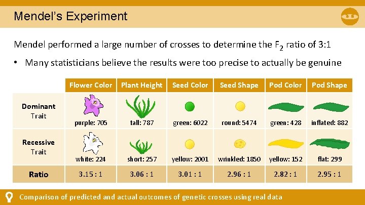 Mendel’s Experiment Mendel performed a large number of crosses to determine the F 2 Mendel’s Experiment Mendel performed a large number of crosses to determine the F 2