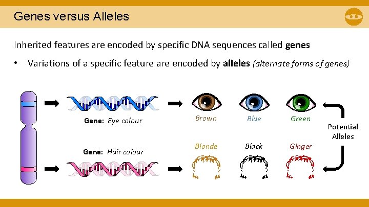 Genes versus Alleles Inherited features are encoded by specific DNA sequences called genes • Genes versus Alleles Inherited features are encoded by specific DNA sequences called genes •