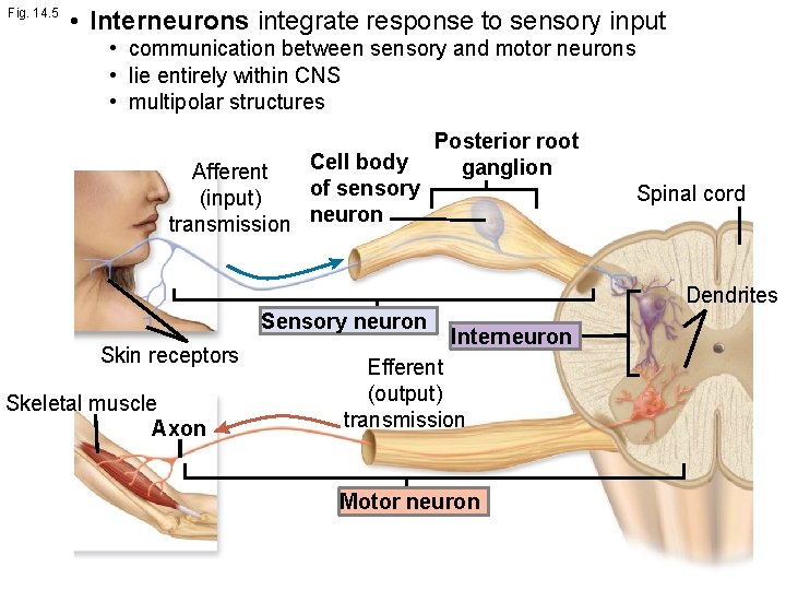 Fig. 14. 5 • Interneurons integrate response to sensory input • communication between sensory