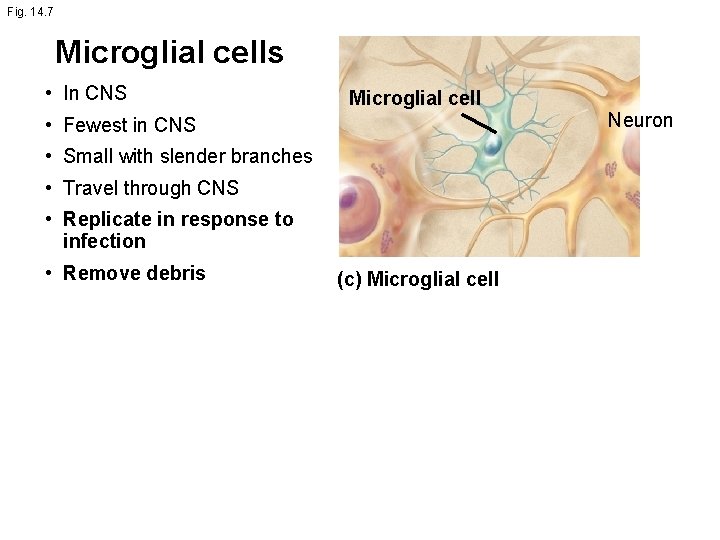 Fig. 14. 7 Microglial cells • In CNS Microglial cell • Fewest in CNS