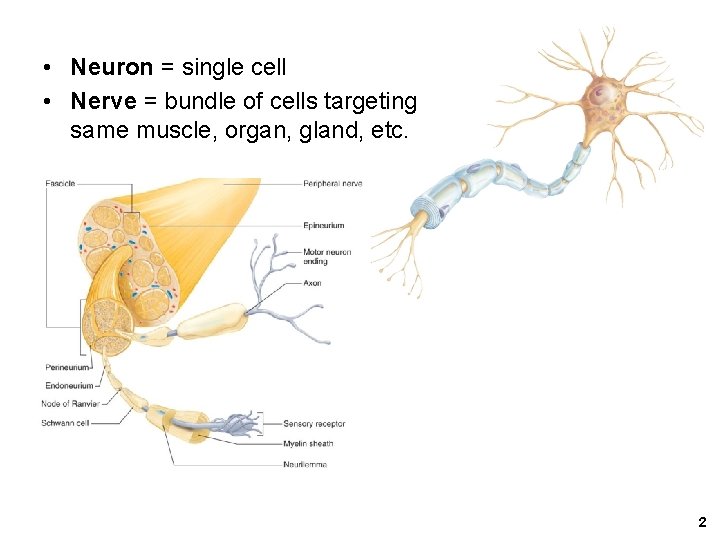  • Neuron = single cell • Nerve = bundle of cells targeting same