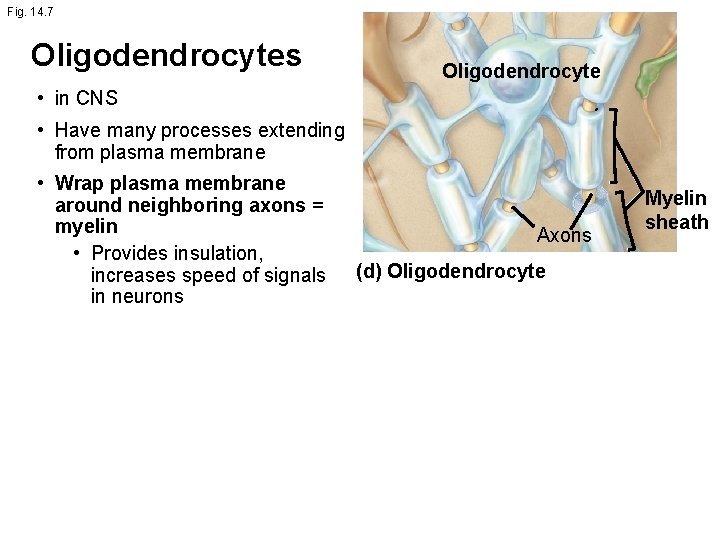 Fig. 14. 7 Oligodendrocytes Oligodendrocyte • in CNS • Have many processes extending from