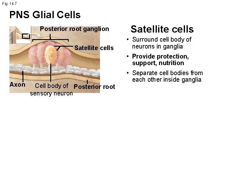 Fig. 14. 7 PNS Glial Cells Posterior root ganglion Satellite cells • Surround cell