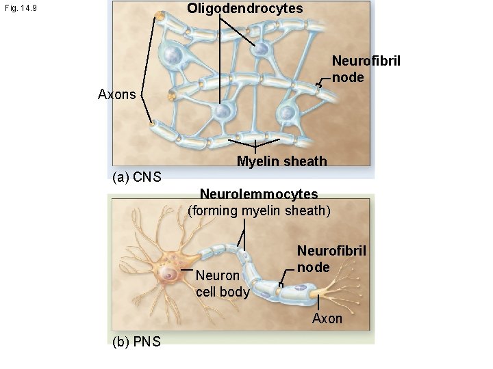 Oligodendrocytes Fig. 14. 9 Neurofibril node Axons Myelin sheath (a) CNS Neurolemmocytes (forming myelin