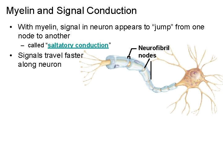 Myelin and Signal Conduction • With myelin, signal in neuron appears to “jump” from