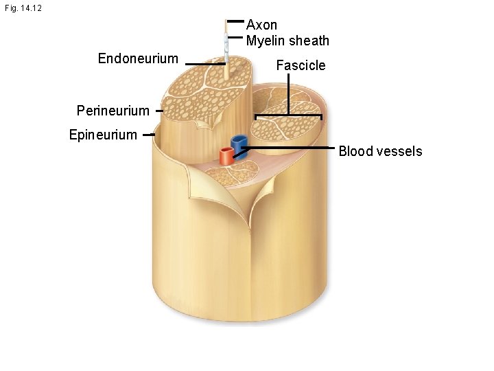 Fig. 14. 12 Axon Myelin sheath Endoneurium Fascicle Perineurium Epineurium Blood vessels 