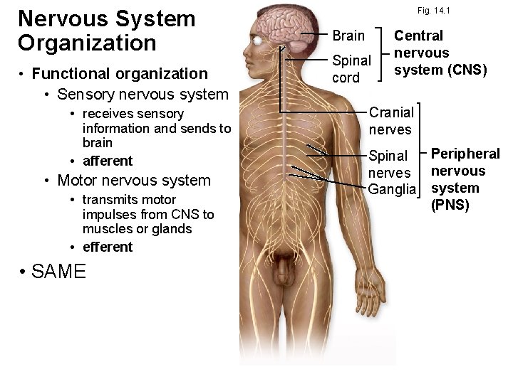 Nervous System Organization • Functional organization • Sensory nervous system • receives sensory information