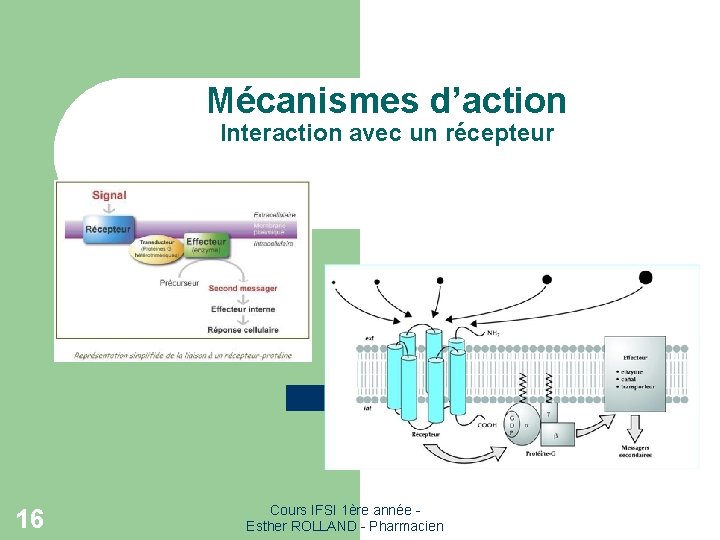 Mécanismes d’action Interaction avec un récepteur 16 Cours IFSI 1ère année - Esther ROLLAND Mécanismes d’action Interaction avec un récepteur 16 Cours IFSI 1ère année - Esther ROLLAND