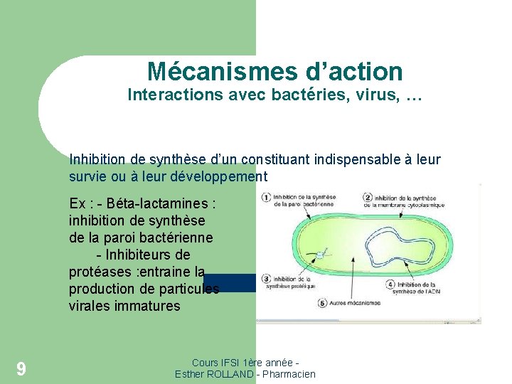 Mécanismes d’action Interactions avec bactéries, virus, … Inhibition de synthèse d’un constituant indispensable à