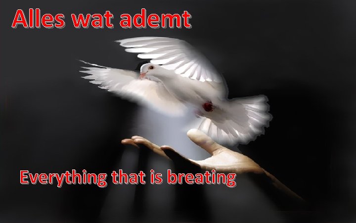 Alles wat ademt Everything that is breating 