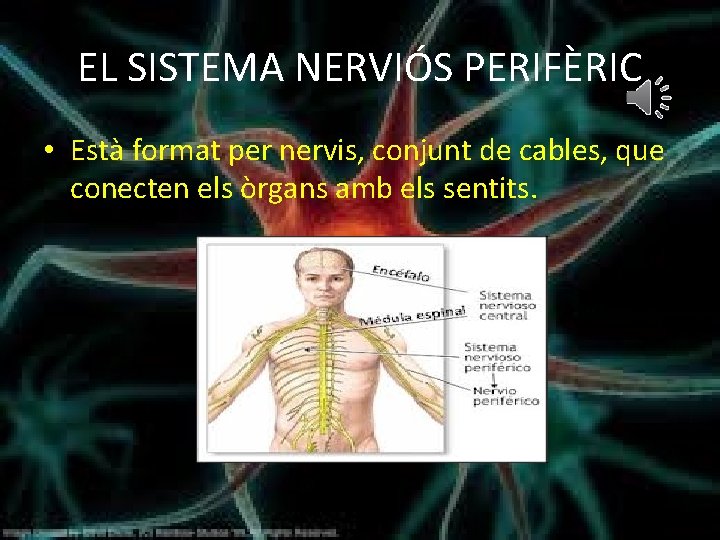 EL SISTEMA NERVIÓS PERIFÈRIC • Està format per nervis, conjunt de cables, que conecten