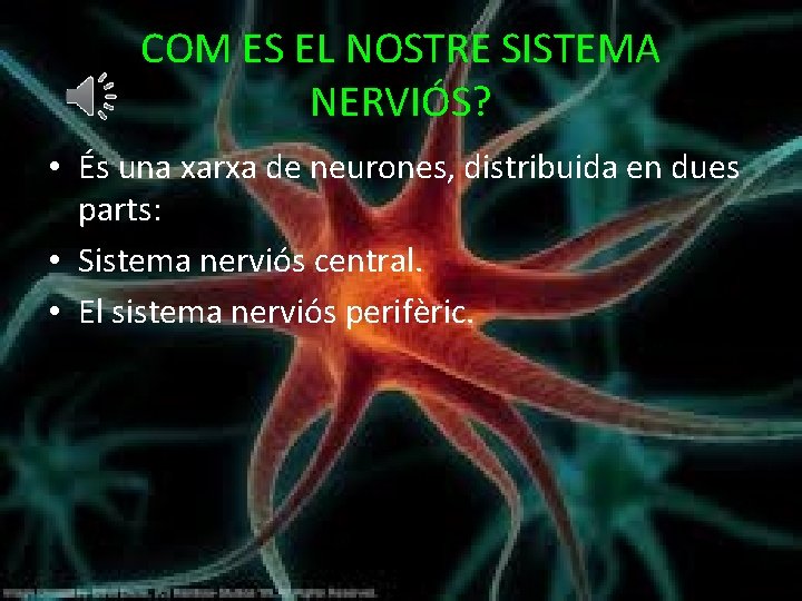 COM ES EL NOSTRE SISTEMA NERVIÓS? • És una xarxa de neurones, distribuida en