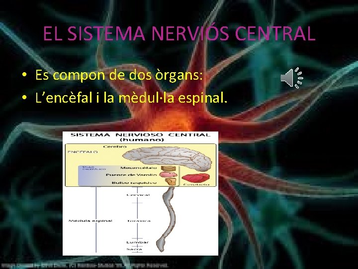 EL SISTEMA NERVIÓS CENTRAL • Es compon de dos òrgans: • L’encèfal i la