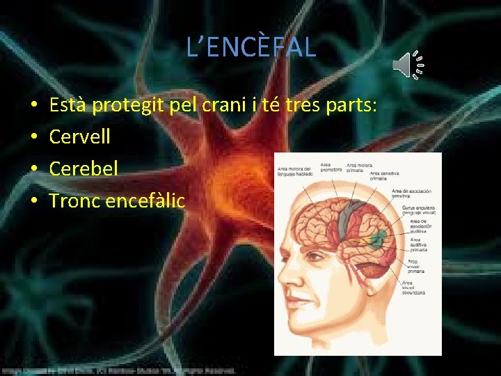 L’ENCÈFAL • • Està protegit pel crani i té tres parts: Cervell Cerebel Tronc