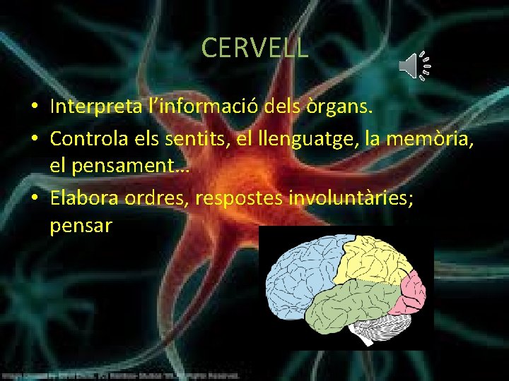 CERVELL • Interpreta l’informació dels òrgans. • Controla els sentits, el llenguatge, la memòria,