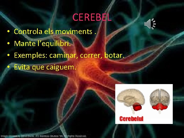 CEREBEL • • Controla els moviments. Mante l’equilibri. Exemples: caminar, correr, botar. Evita que