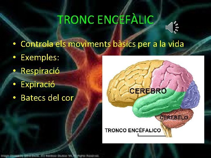 TRONC ENCEFÀLIC • • • Controla els moviments bàsics per a la vida Exemples: