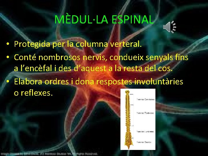 MÈDUL·LA ESPINAL • Protegida per la columna verteral. • Conté nombrosos nervis, condueix senyals